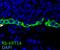 Keratin 14 antibody, 10143-1-AP, Proteintech Group, Immunofluorescence image 