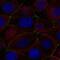 Peptidoglycan Recognition Protein 2 antibody, PA5-67378, Invitrogen Antibodies, Immunofluorescence image 
