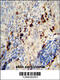 Late Cornified Envelope 1A antibody, 55-492, ProSci, Immunohistochemistry frozen image 