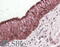 Aldh3 antibody, 42-616, ProSci, Enzyme Linked Immunosorbent Assay image 