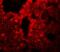 Sushi Repeat Containing Protein X-Linked 2 antibody, NBP1-77370, Novus Biologicals, Immunofluorescence image 