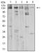 Phospholipase C Gamma 1 antibody, NBP2-61790, Novus Biologicals, Western Blot image 