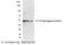 S-tag epitope tag antibody, NB600-529, Novus Biologicals, Western Blot image 