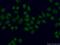 Protein strawberry notch homolog 1 antibody, 25359-1-AP, Proteintech Group, Immunofluorescence image 