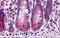 Baculoviral IAP Repeat Containing 6 antibody, A01773, Boster Biological Technology, Immunohistochemistry frozen image 