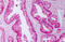 FKBP Prolyl Isomerase 4 antibody, MBS245560, MyBioSource, Immunohistochemistry frozen image 