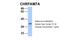 CHRNA7 (Exons 5-10) And FAM7A (Exons A-E) Fusion antibody, 25-259, ProSci, Western Blot image 