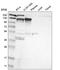 Kinesin-like protein KIF11 antibody, HPA010093, Atlas Antibodies, Western Blot image 