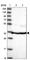 FKBP Prolyl Isomerase 8 antibody, HPA045177, Atlas Antibodies, Western Blot image 