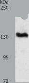 ADAM Metallopeptidase With Thrombospondin Type 1 Motif 16 antibody, TA322060, Origene, Western Blot image 