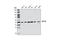 Eukaryotic Translation Elongation Factor 1 Alpha 1 antibody, 3586S, Cell Signaling Technology, Western Blot image 