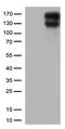 Low Density Lipoprotein Receptor antibody, LS-C796377, Lifespan Biosciences, Western Blot image 