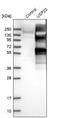 Ubiquitin carboxyl-terminal hydrolase 20 antibody, NBP1-82946, Novus Biologicals, Western Blot image 