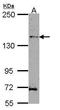 Homeodomain Interacting Protein Kinase 3 antibody, GTX108369, GeneTex, Western Blot image 