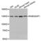RAB3 GTPase Activating Protein Catalytic Subunit 1 antibody, abx002422, Abbexa, Western Blot image 