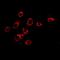 S100 Calcium Binding Protein A11 antibody, orb382021, Biorbyt, Immunofluorescence image 