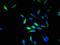 N-Ribosyldihydronicotinamide:Quinone Reductase 2 antibody, orb400516, Biorbyt, Immunocytochemistry image 