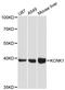 Potassium channel subfamily K member 1 antibody, STJ114701, St John