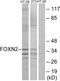 Forkhead Box N2 antibody, PA5-38602, Invitrogen Antibodies, Western Blot image 
