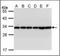 Hematopoietic Cell-Specific Lyn Substrate 1 antibody, orb89949, Biorbyt, Western Blot image 