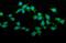 Tripartite Motif Containing 25 antibody, A03232-4, Boster Biological Technology, Immunofluorescence image 