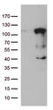 Lebercilin LCA5 antibody, LS-C793113, Lifespan Biosciences, Western Blot image 