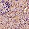Pancreatic Lipase antibody, LS-B16061, Lifespan Biosciences, Immunohistochemistry frozen image 