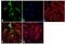 DT-diaphorase antibody, 39-3700, Invitrogen Antibodies, Immunofluorescence image 