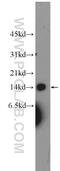 Ubiquinol-Cytochrome C Reductase Complex Assembly Factor 2 antibody, 25781-1-AP, Proteintech Group, Western Blot image 