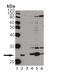 HspB5 antibody, ADI-SPA-227-F, Enzo Life Sciences, Western Blot image 