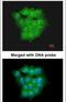 Ubiquitin Conjugating Enzyme E2 D1 antibody, PA5-28959, Invitrogen Antibodies, Immunofluorescence image 