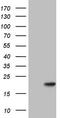 Peptidylprolyl Isomerase Like 1 antibody, TA803960S, Origene, Western Blot image 
