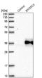 Exosome Component 3 antibody, NBP1-91874, Novus Biologicals, Western Blot image 