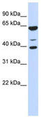 Zinc Finger Protein 764 antibody, TA344439, Origene, Western Blot image 