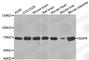 Serum deprivation-response protein antibody, A4219, ABclonal Technology, Western Blot image 