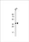 Opsin 1, Short Wave Sensitive antibody, PA5-72677, Invitrogen Antibodies, Western Blot image 