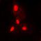 Histone H3 antibody, orb256599, Biorbyt, Immunofluorescence image 