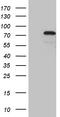 Zinc finger protein with KRAB and SCAN domains 1 antibody, CF810966, Origene, Western Blot image 