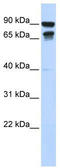 Male-specific lethal 3 homolog antibody, TA345487, Origene, Western Blot image 