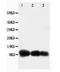 C-X-C Motif Chemokine Ligand 10 antibody, orb27608, Biorbyt, Western Blot image 