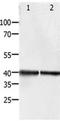 Pancreas/duodenum homeobox protein 1 antibody, orb107573, Biorbyt, Western Blot image 