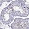 Prostate and testis expressed protein 1 antibody, NBP2-69021, Novus Biologicals, Immunohistochemistry frozen image 