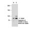 XPA Binding Protein 2 antibody, GTX70313, GeneTex, Western Blot image 