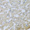 Ubiquinol-Cytochrome C Reductase, Complex III Subunit X antibody, 19-442, ProSci, Immunohistochemistry frozen image 