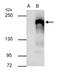Histone-lysine N-methyltransferase EHMT2 antibody, PA5-78347, Invitrogen Antibodies, Immunoprecipitation image 