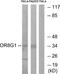 Olfactory Receptor Family 8 Subfamily G Member 1 (Gene/Pseudogene) antibody, A15379, Boster Biological Technology, Western Blot image 
