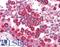 Protein Wnt-2b antibody, LS-B4585, Lifespan Biosciences, Immunohistochemistry frozen image 