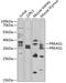 Protein Kinase AMP-Activated Non-Catalytic Subunit Gamma 1 antibody, GTX33006, GeneTex, Western Blot image 
