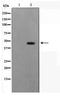 Integrin-linked kinase-associated serine/threonine phosphatase 2C antibody, TA347646, Origene, Western Blot image 