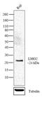 LIM Domain Only 2 antibody, 701156, Invitrogen Antibodies, Western Blot image 